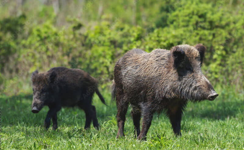 ジビエのイメージを変えたい